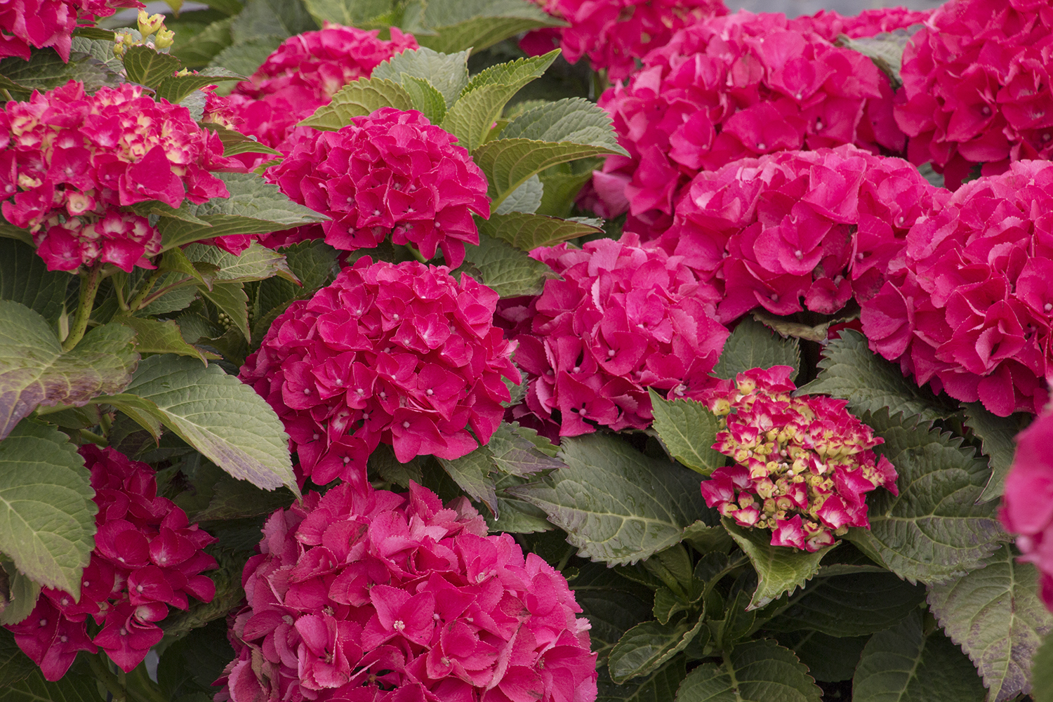 Hydrangea macrophylla 'Masja'